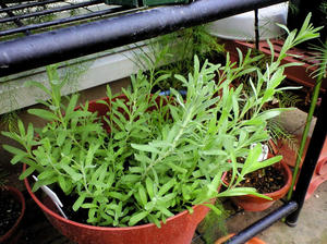 lavender0814.JPG