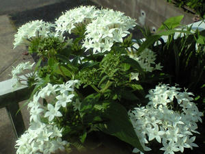 pentas0814.JPG