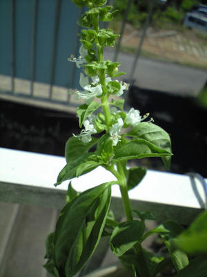 bazil0815.JPG