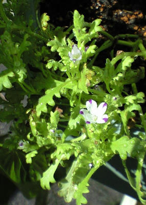nemofira0815_2.JPG