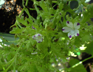 nemofira0815.JPG