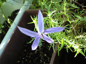 isotoma0818.JPG