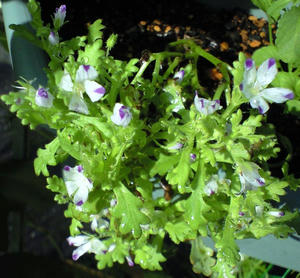 nemofila0818.JPG