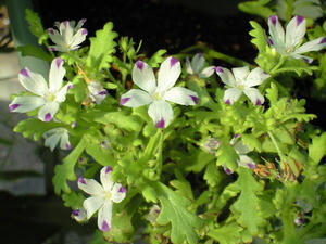 nemofira0819_4.JPG