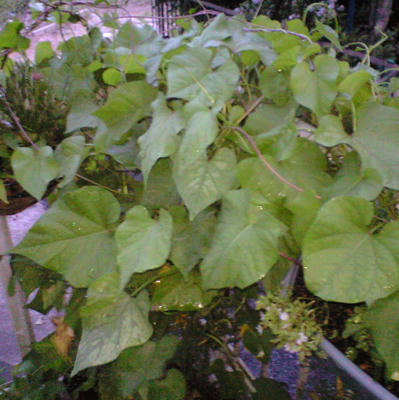 hevenli0820_2.JPG