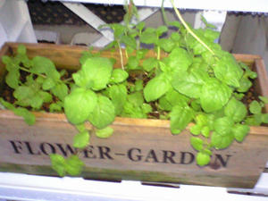 mint0820.JPG