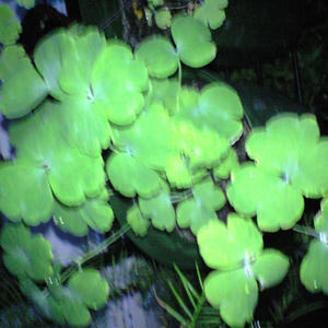 odamaki0820.JPG