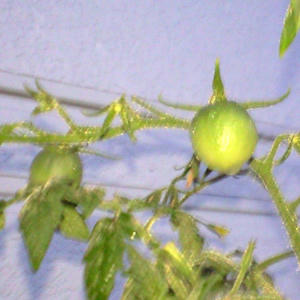 tomato_s0820.JPG