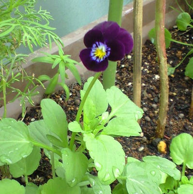 viola0824.JPG