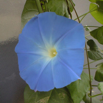 hevenly0828.JPG
