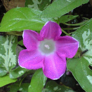 miniasagao0828.JPG