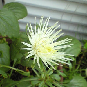 aster0831.JPG