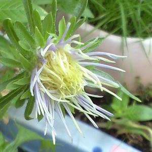 aster_p0831.JPG