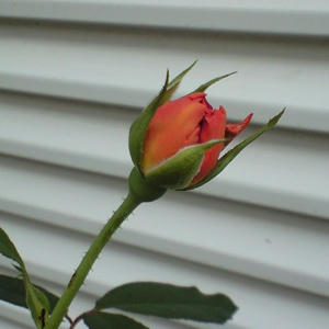 cafe0831.JPG