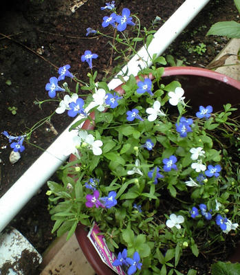 lobelia2_0831.JPG