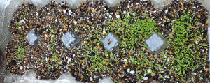 lobelia0831.JPG