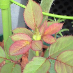 minirose0831.JPG