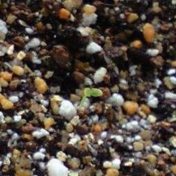pancy_strowberry0831.JPG
