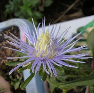 aster0901.JPG