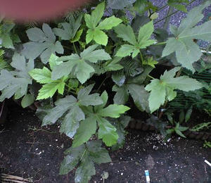 okura0902.JPG