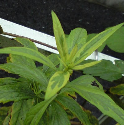 fuirinogiku0902.JPG