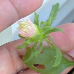 aster0903.JPG