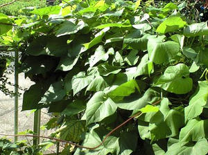 hevenly0903.JPG