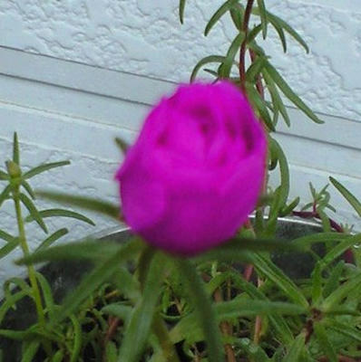 matubabuton0905.JPG