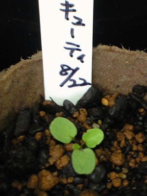 viola0907.JPG