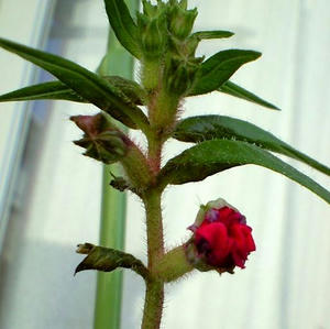 CA3A0136.JPG