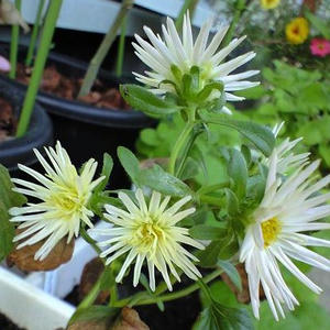 aster0910.JPG