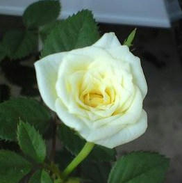 minirose0910.JPG