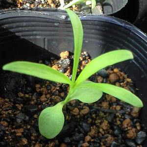 carnation0917.JPG