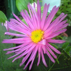 aster0917.JPG