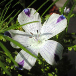 nemofilafs0917.JPG