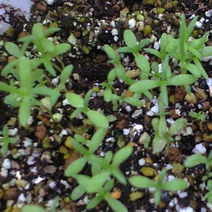 jcamomile0917.JPG
