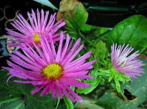 aster0919.JPG