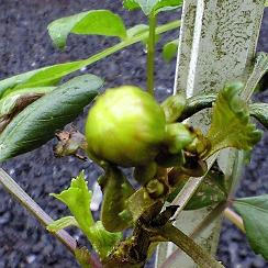 dariatubomi0919.JPG