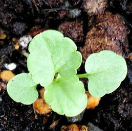 viola_bcs0919.JPG