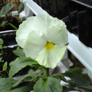pancy0923.JPG