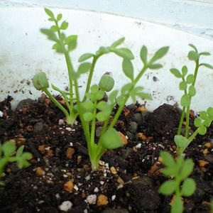 lymnantes0925.JPG