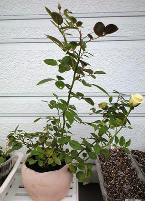 mrose1009.JPG