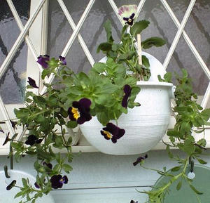 viola1009.JPG