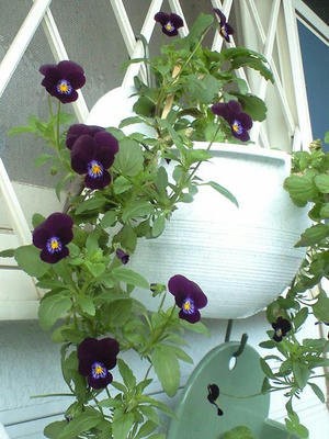 viola1014.JPG