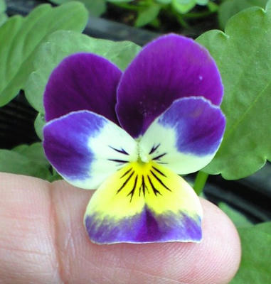 viola1029.JPG