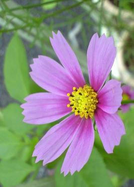 cosmos1029.JPG