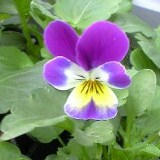 viola1103_2.JPG