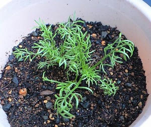jcamomile1111.JPG