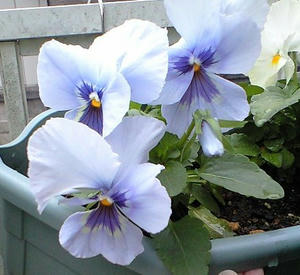 pancy1111.JPG