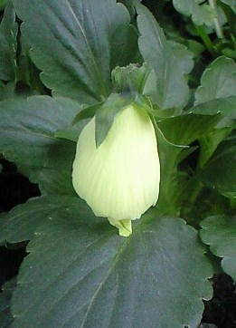 pancyilb1108.JPG